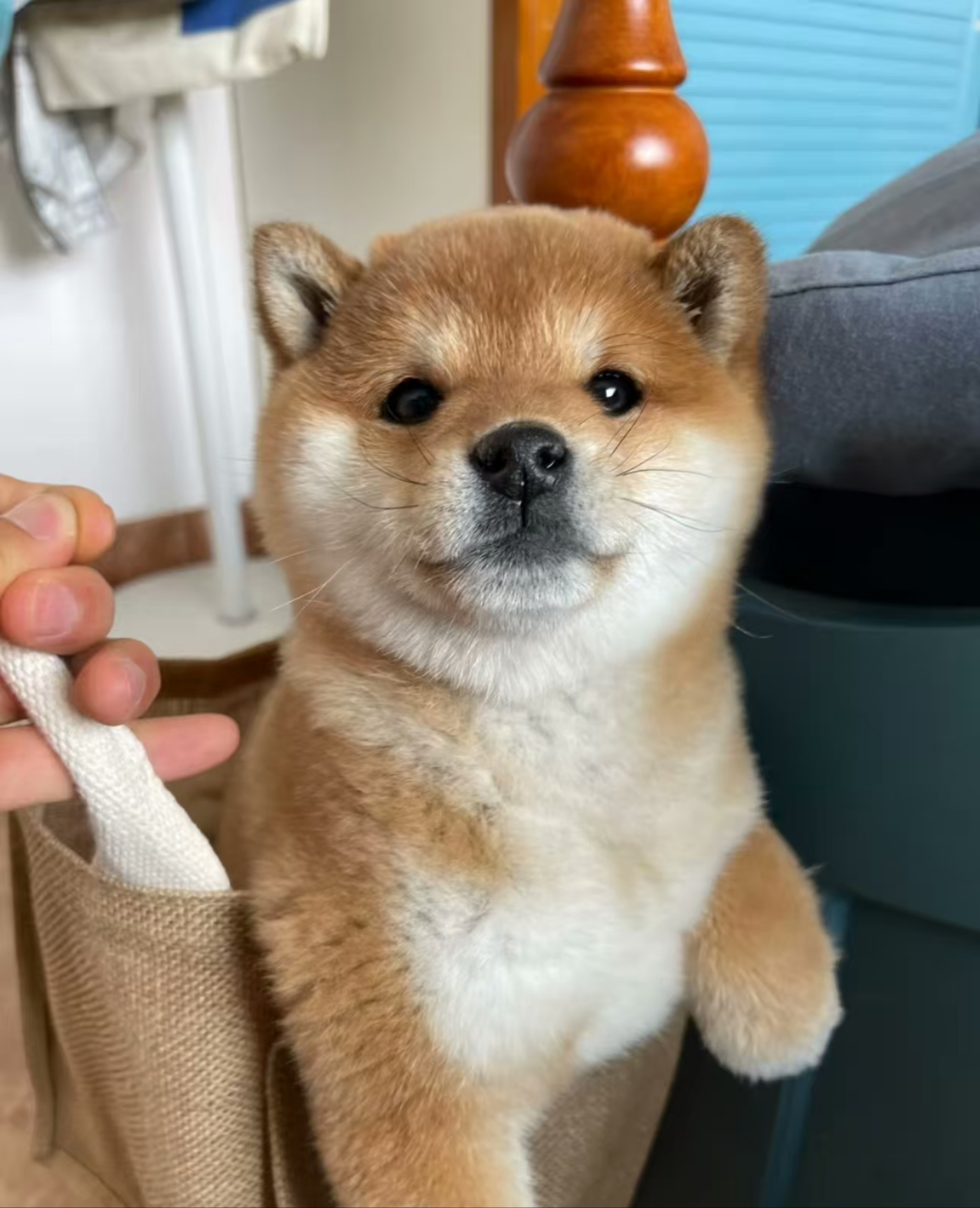 可爱粘人，黄狗白面